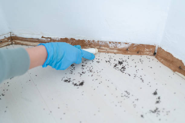 Best Real Estate Pest Inspections  in Montpelier, OH